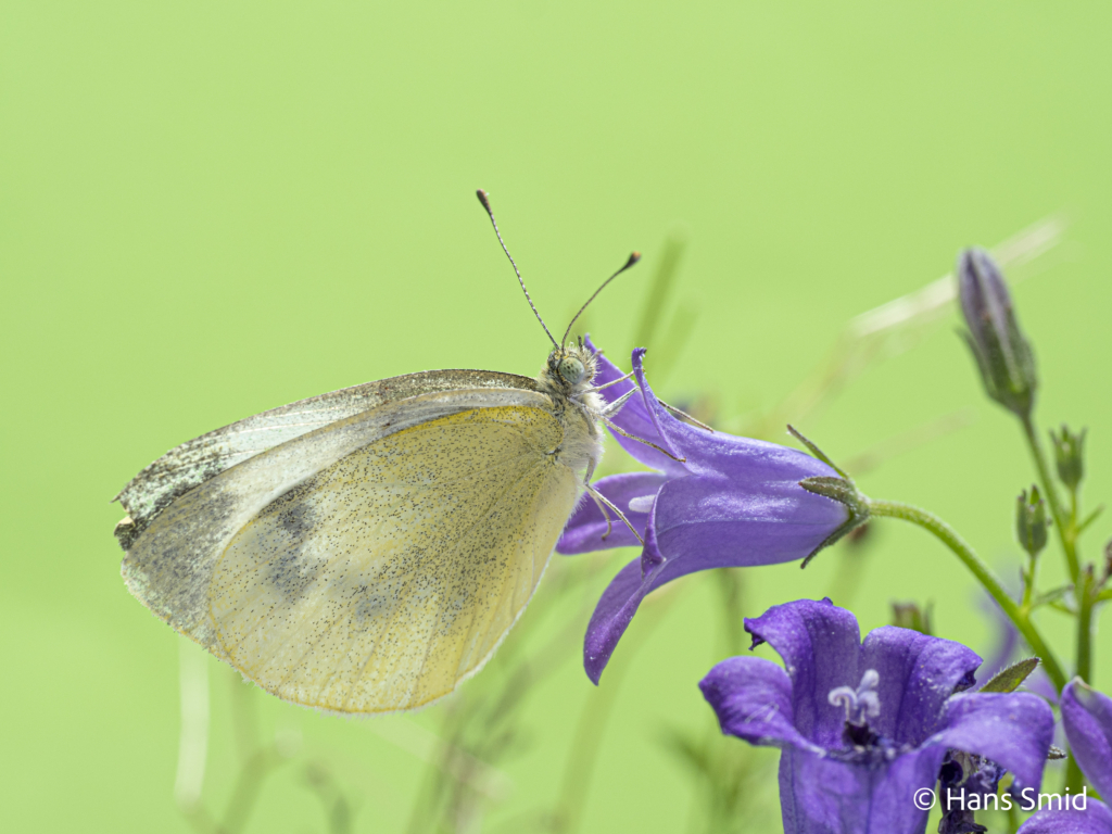 Pieris mannii Souther small white 004