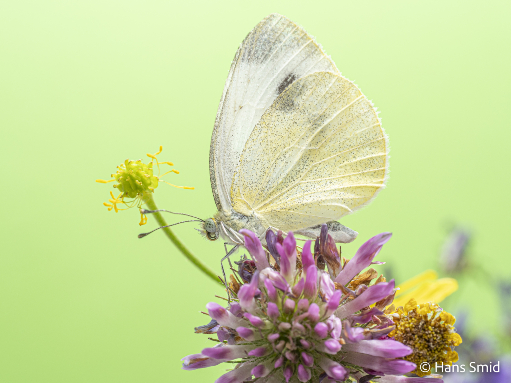 Pieris mannii Souther small white 008