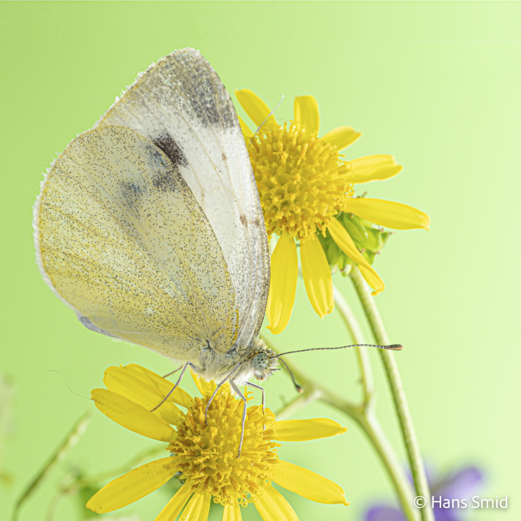 Pieris mannii Souther small white 010