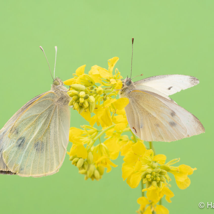 Pieris rapae small cabbage white Pieris brassicae large cabbage white
