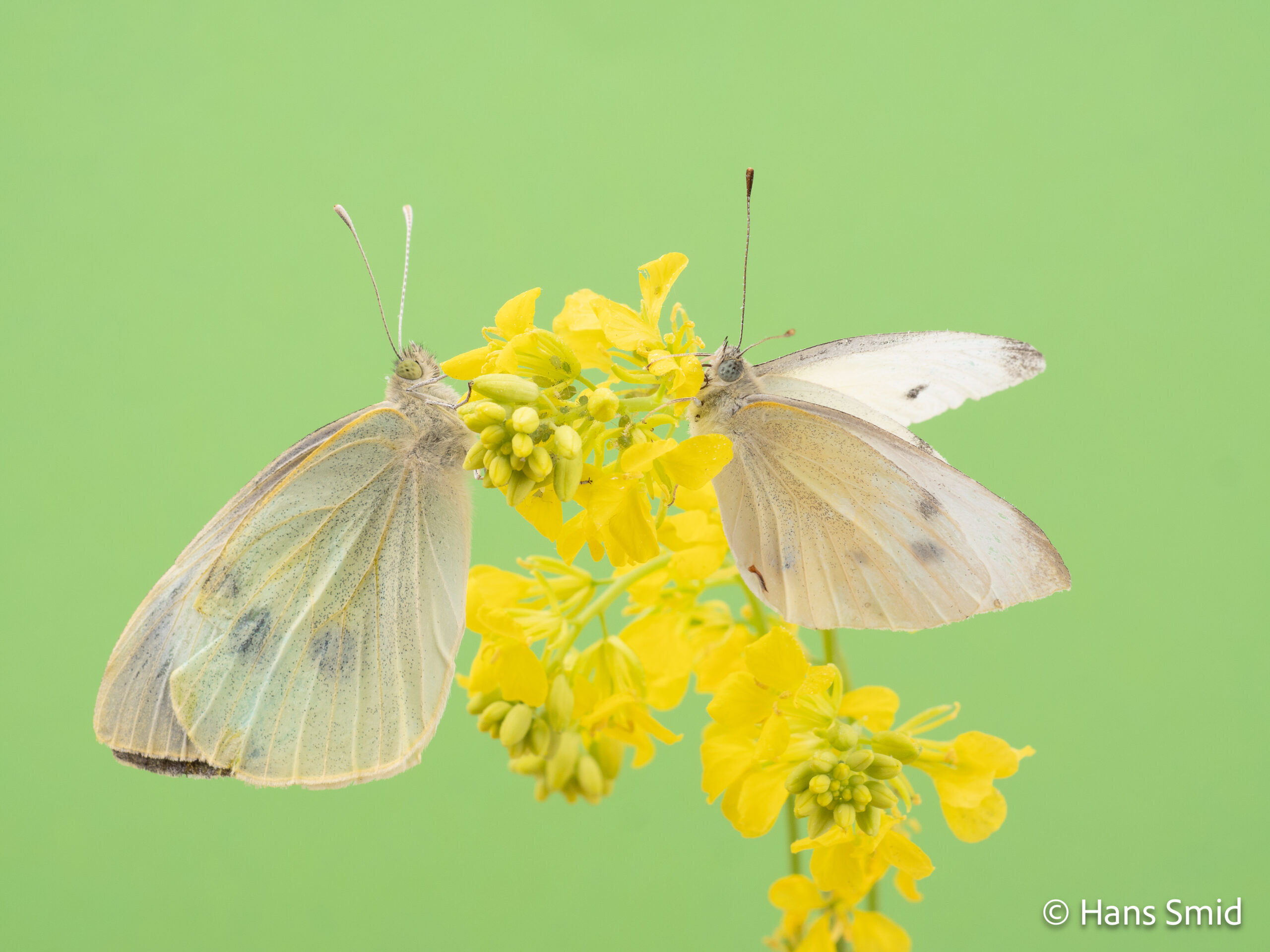 The small cabbage white