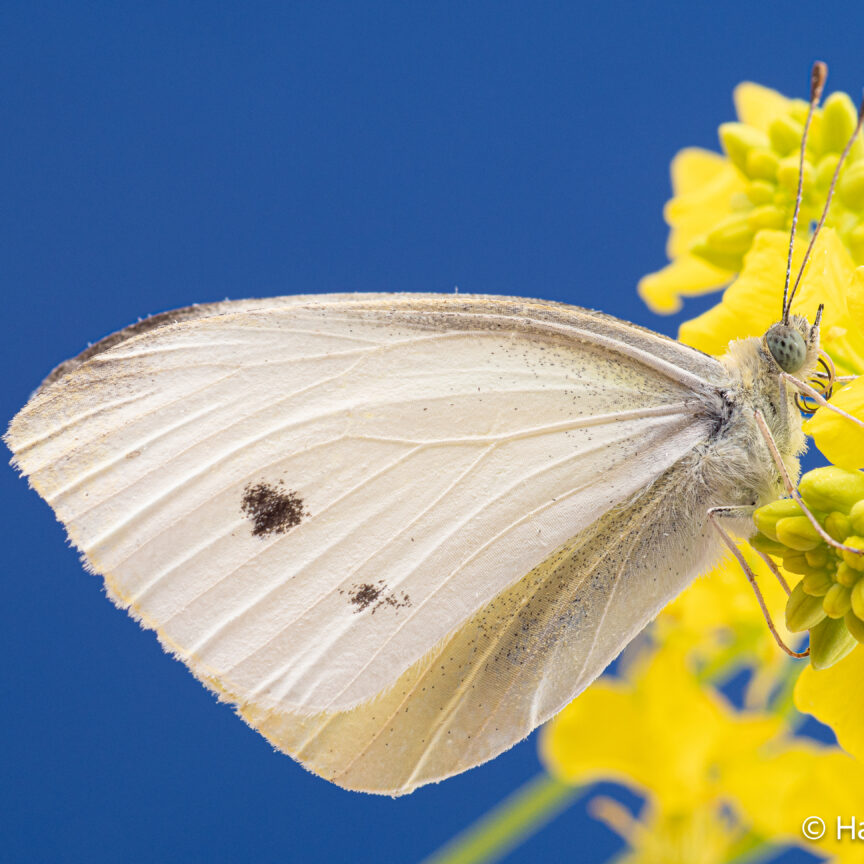 Pieris rapae small cabbage white