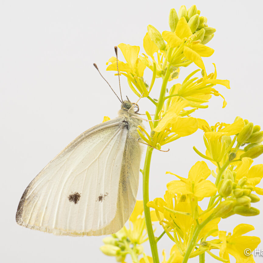 Pieris rapae small cabbage white