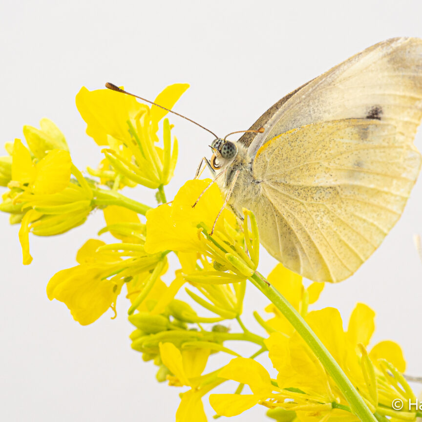 Pieris rapae small cabbage white