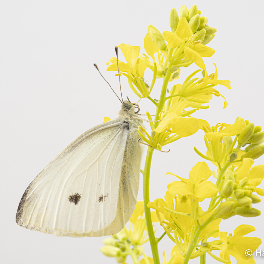 Pieris rapae Small cabbage white butterfly 001