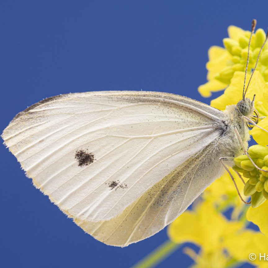 Pieris rapae Small cabbage white butterfly 002