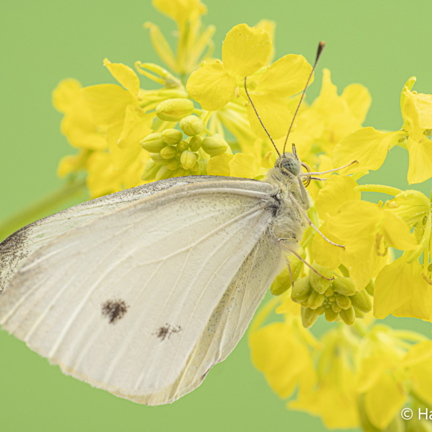 Pieris rapae Small cabbage white butterfly 003