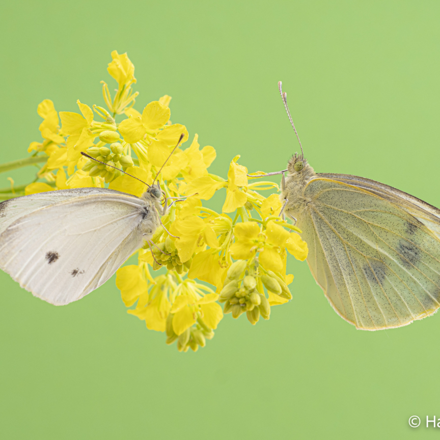 Pieris rapae Small cabbage white butterfly 004