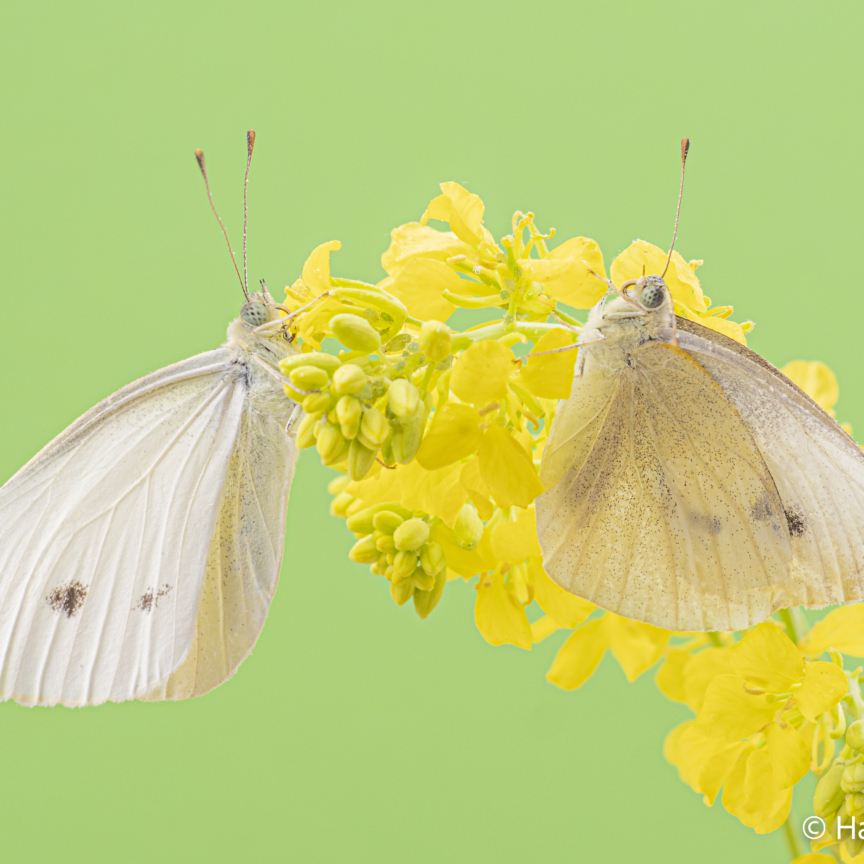 Pieris rapae Small cabbage white butterfly 005