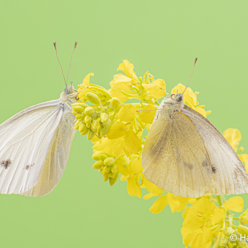 Pieris rapae Small cabbage white butterfly 006
