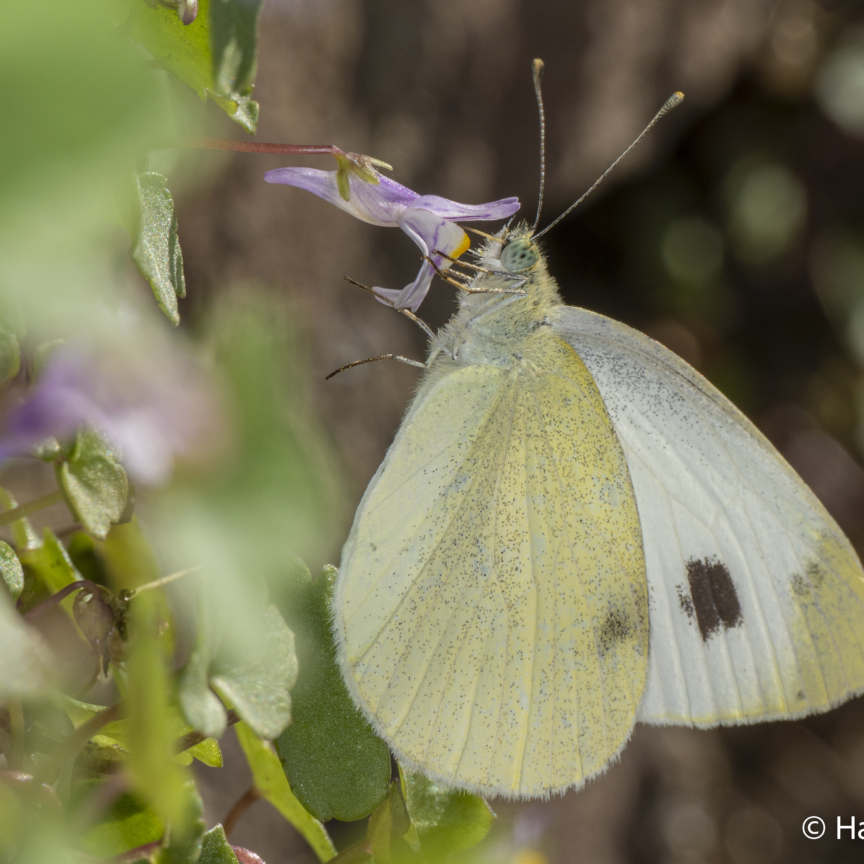 Pieris rapae Small cabbage white butterfly 007