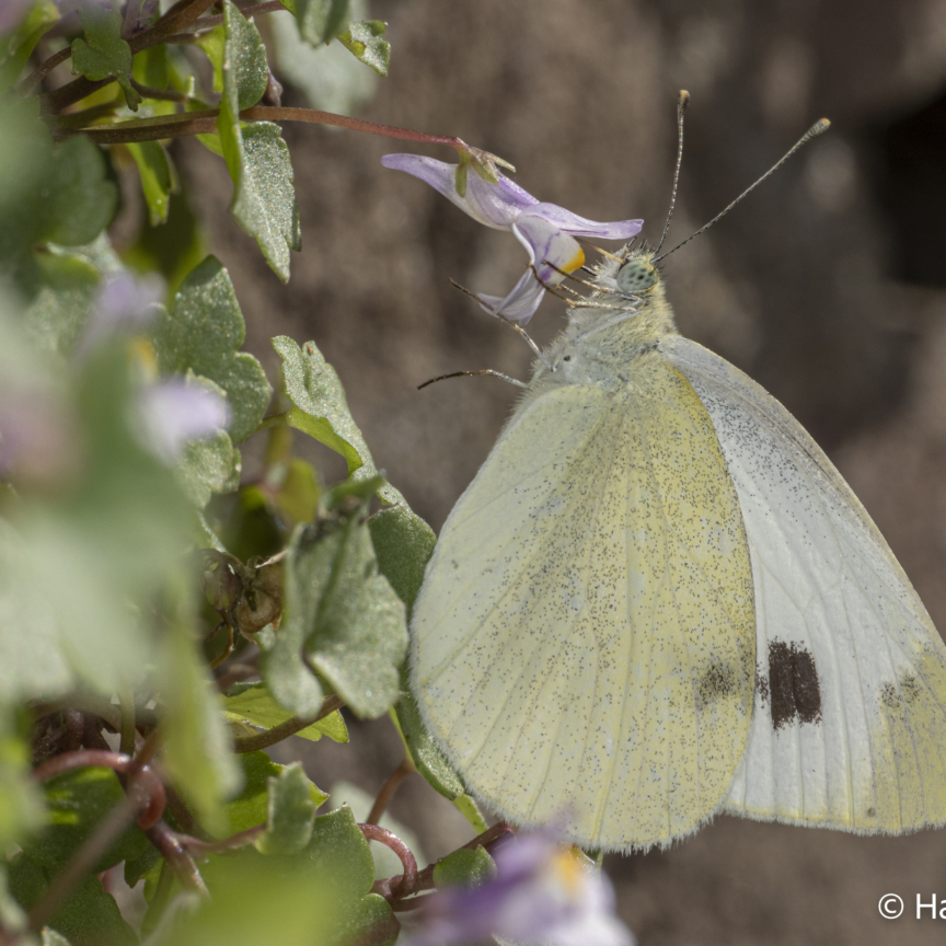 Pieris rapae Small cabbage white butterfly 008