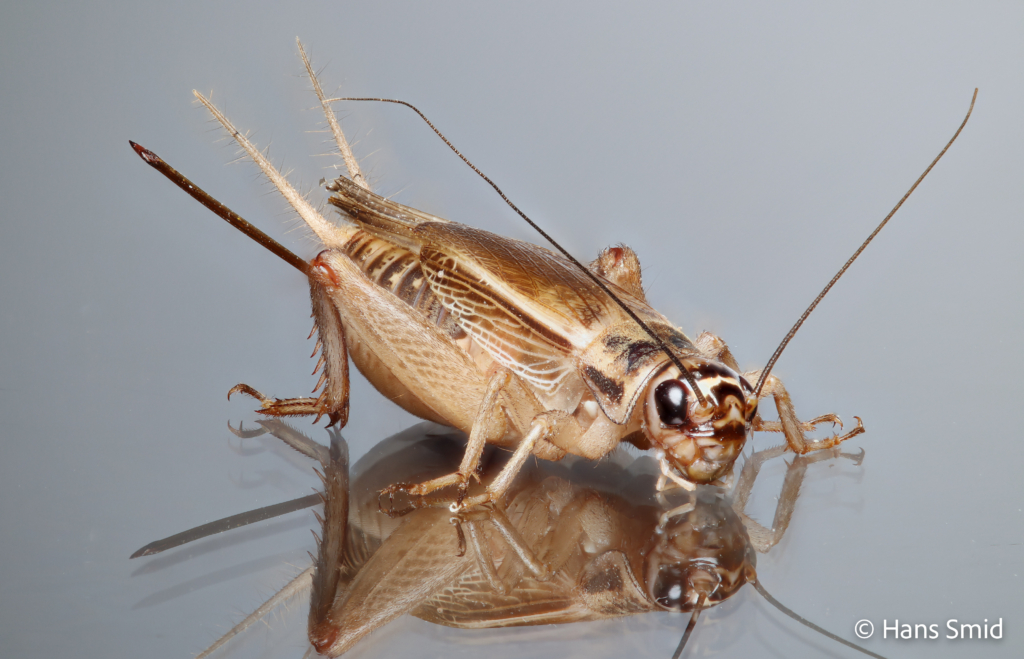 Acheta domesticus House cricket 001 1