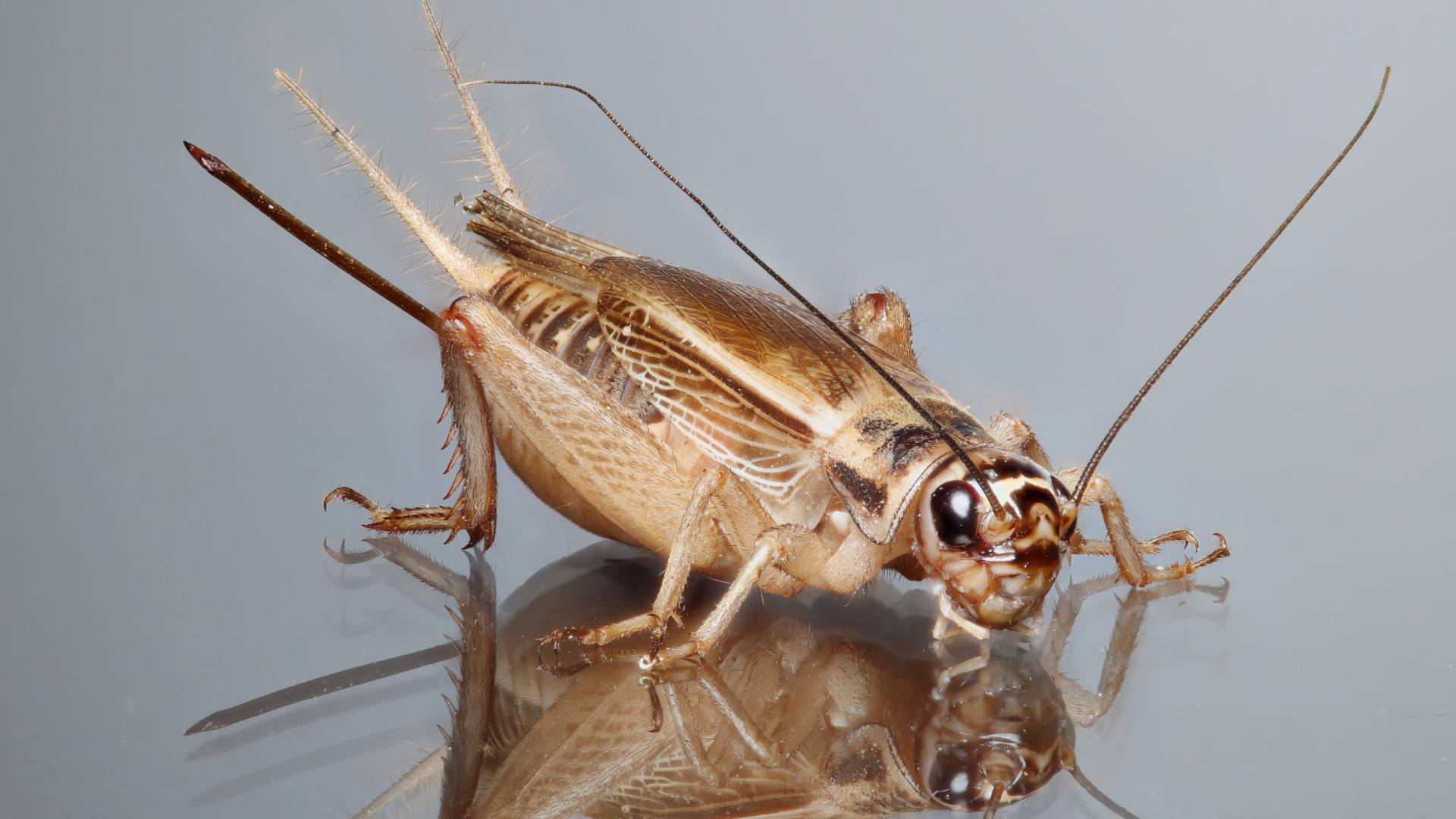 Crickets