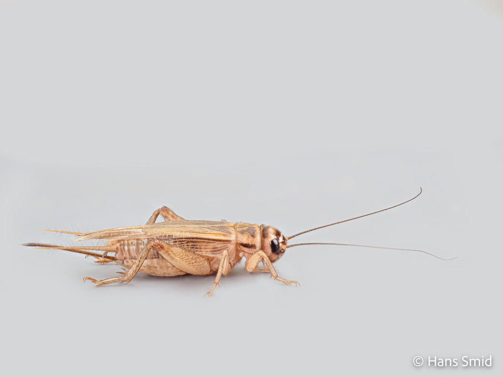 Acheta domesticus House cricket 002