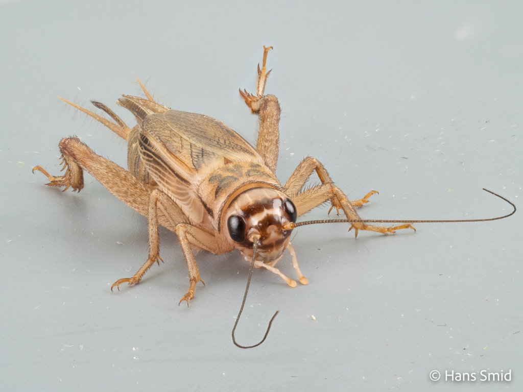 Acheta domesticus House cricket 003