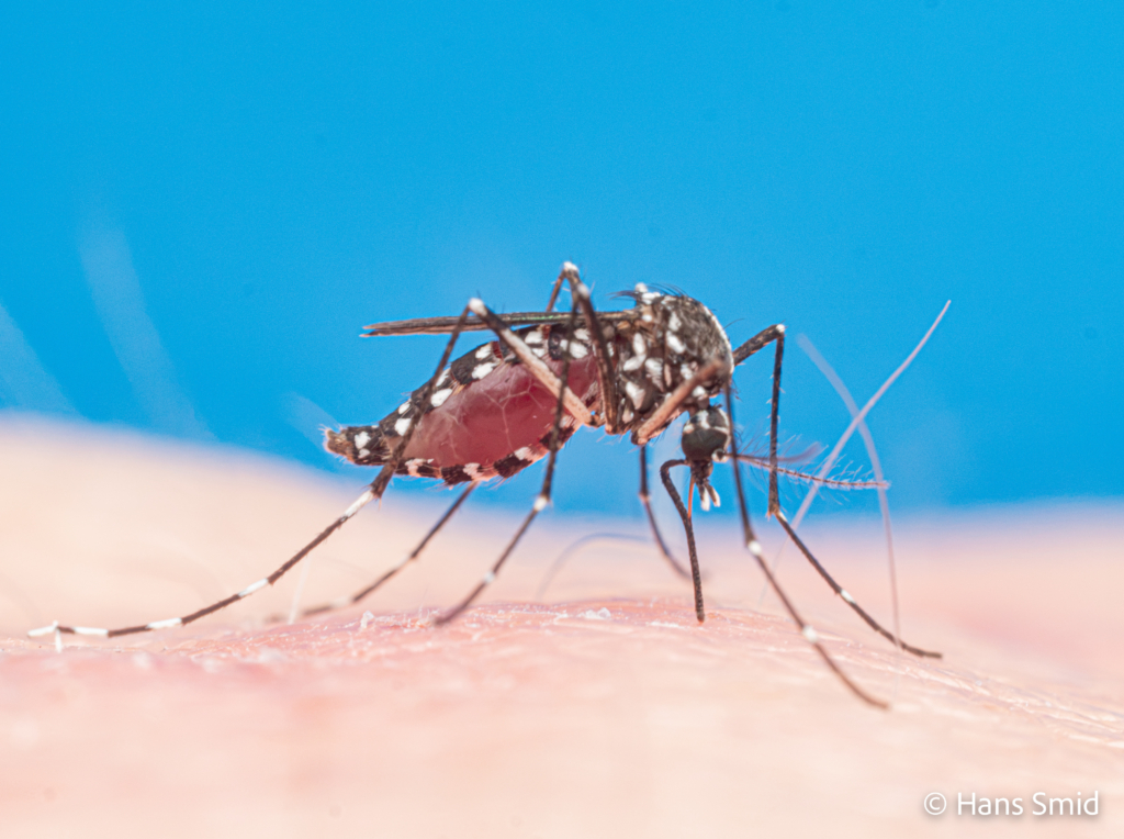 Aedes aegypti Yellow fever mosquito 001 1