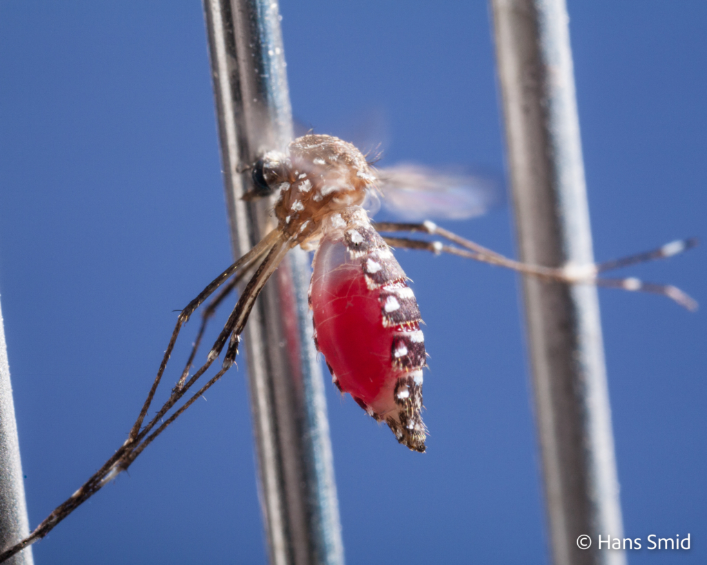 Aedes aegypti Yellow fever mosquito 001_killed at electric fence