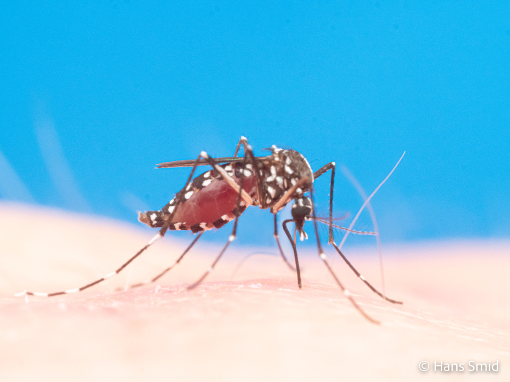 Aedes aegypti Yellow fever mosquito 002 1