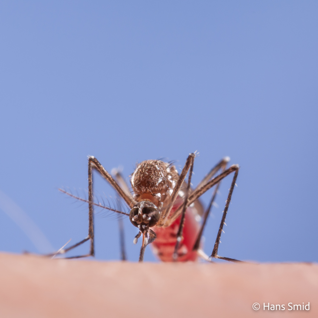 Aedes aegypti Yellow fever mosquito 002
