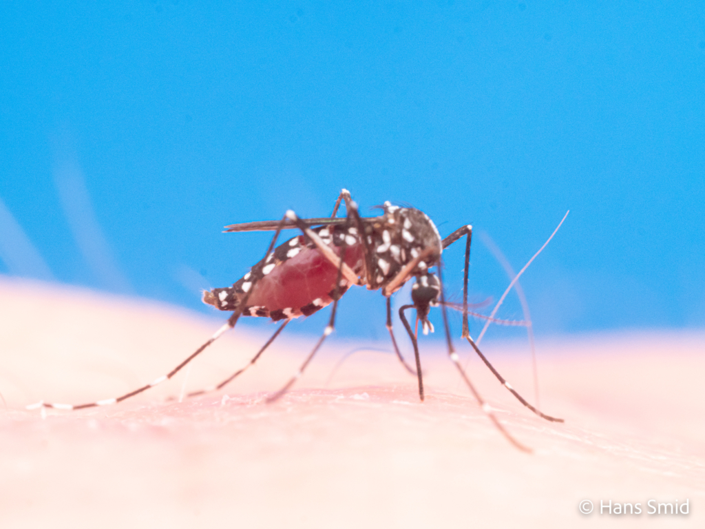 Aedes aegypti Yellow fever mosquito 003 1
