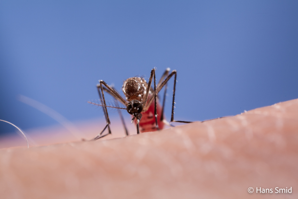 Aedes aegypti Yellow fever mosquito 003