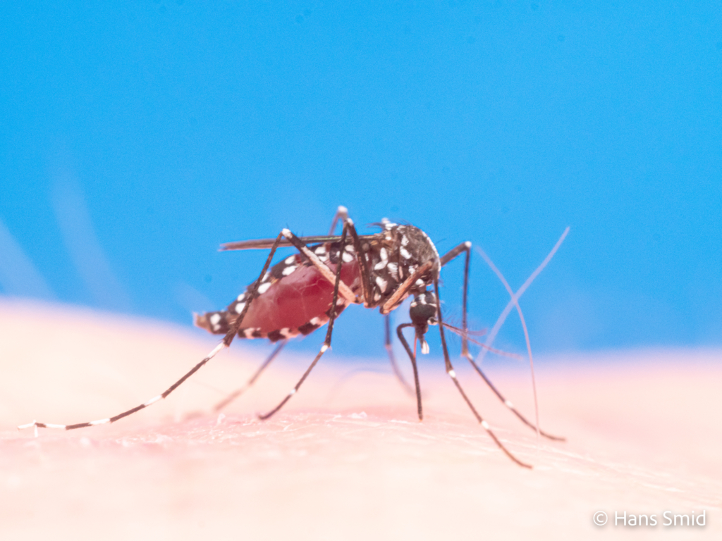 Aedes aegypti Yellow fever mosquito 004 1