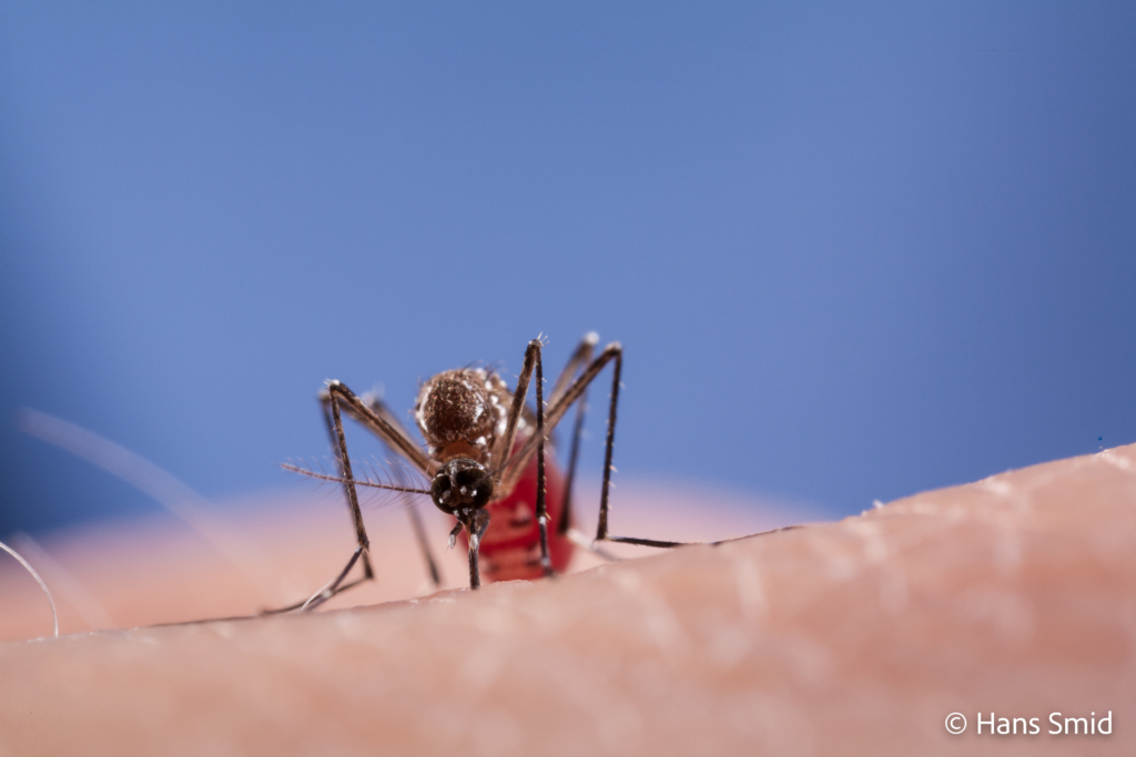 Aedes aegypti Yellow fever mosquito 004