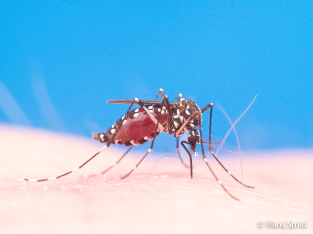 Aedes aegypti Yellow fever mosquito 005 1