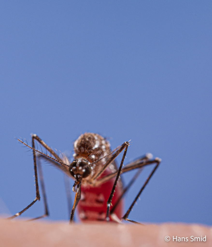 Aedes aegypti Yellow fever mosquito 005