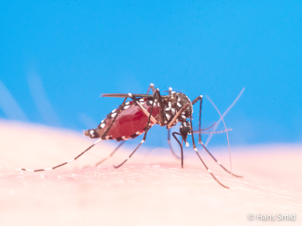 Aedes aegypti Yellow fever mosquito 006 1