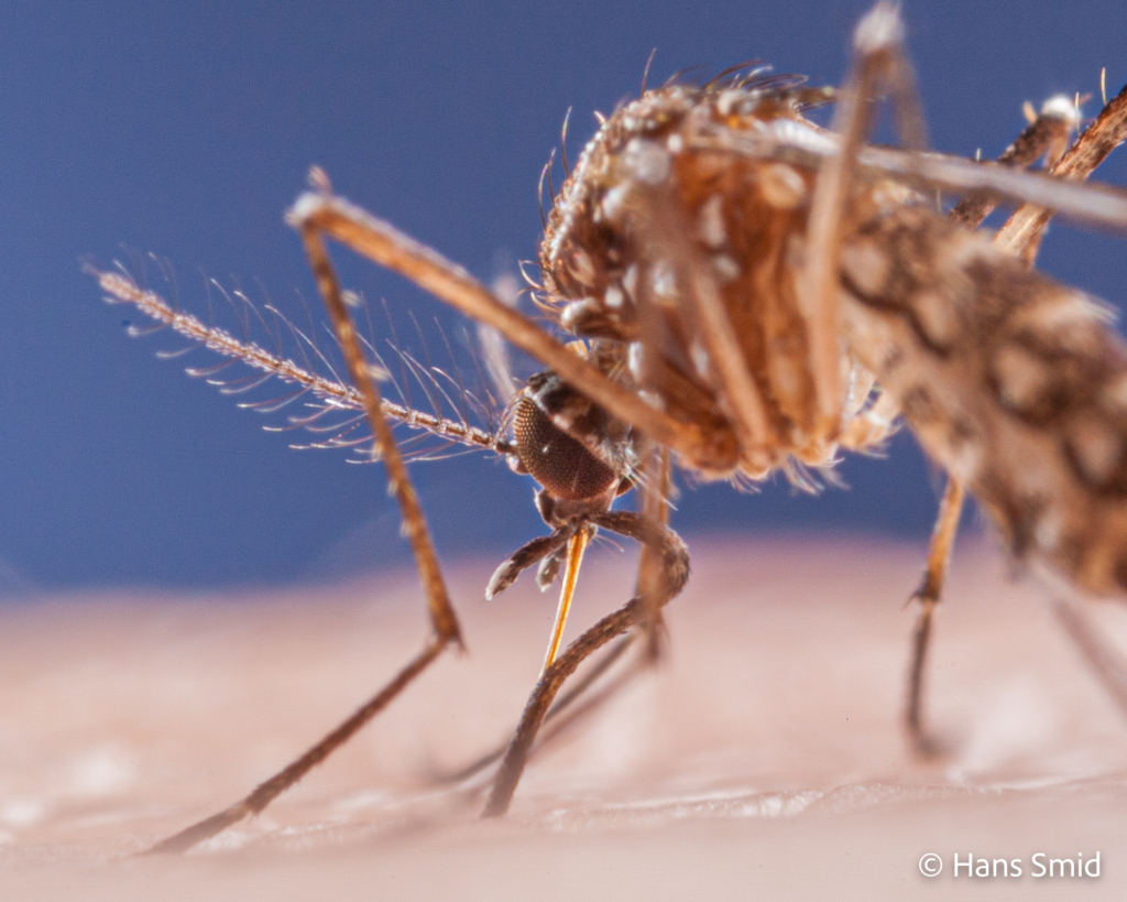 Aedes aegypti Yellow fever mosquito 006