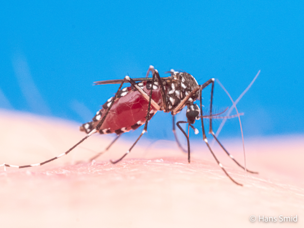 Aedes aegypti Yellow fever mosquito 007 1