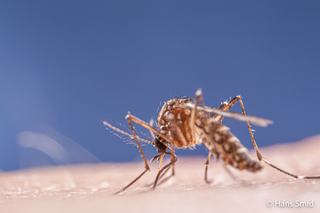 Aedes aegypti Yellow fever mosquito 007