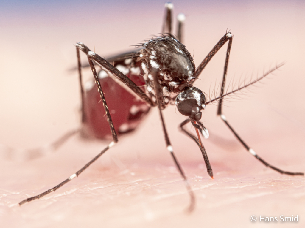 Aedes aegypti Yellow fever mosquito 008 1