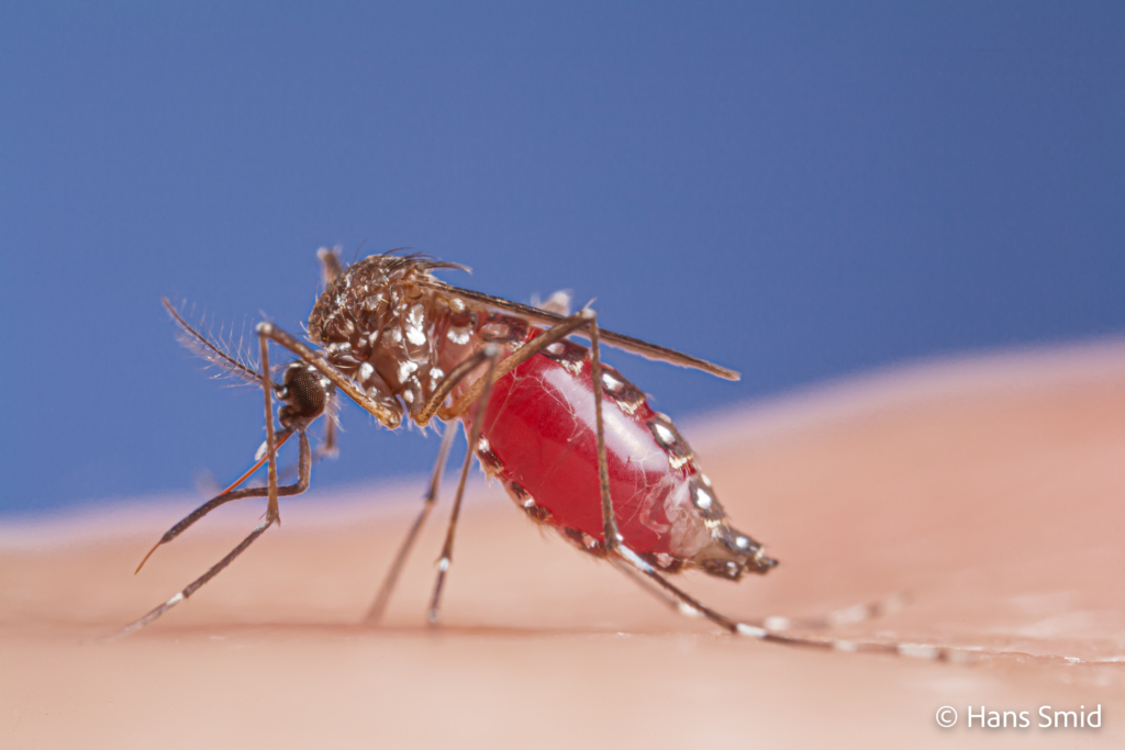 Aedes aegypti Yellow fever mosquito 008