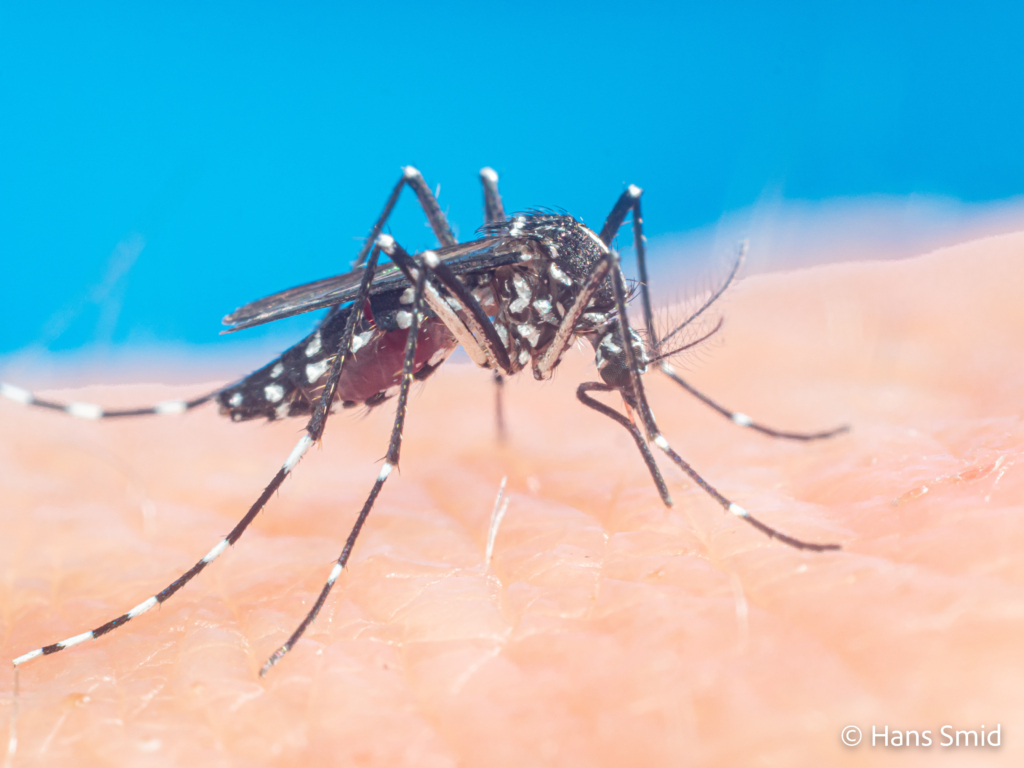 Aedes aegypti Yellow fever mosquito 009 1