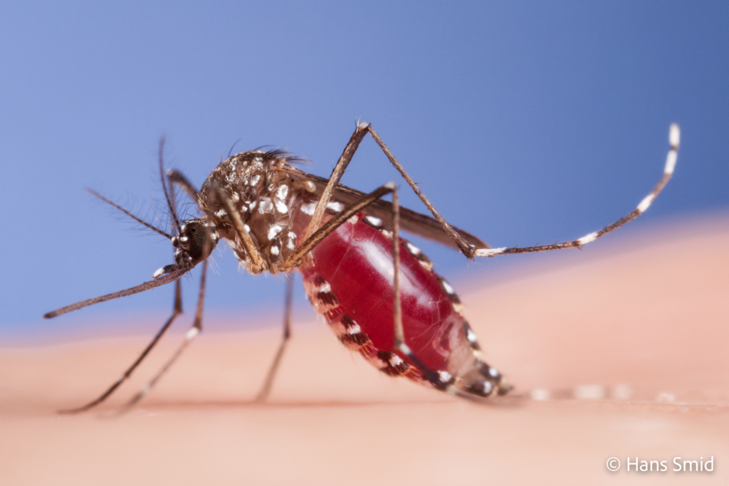 Aedes aegypti Yellow fever mosquito 009