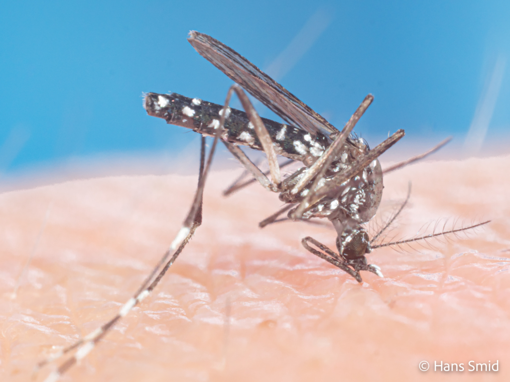 Aedes aegypti Yellow fever mosquito 010 1