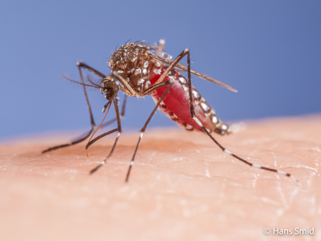 Aedes aegypti Yellow fever mosquito 010