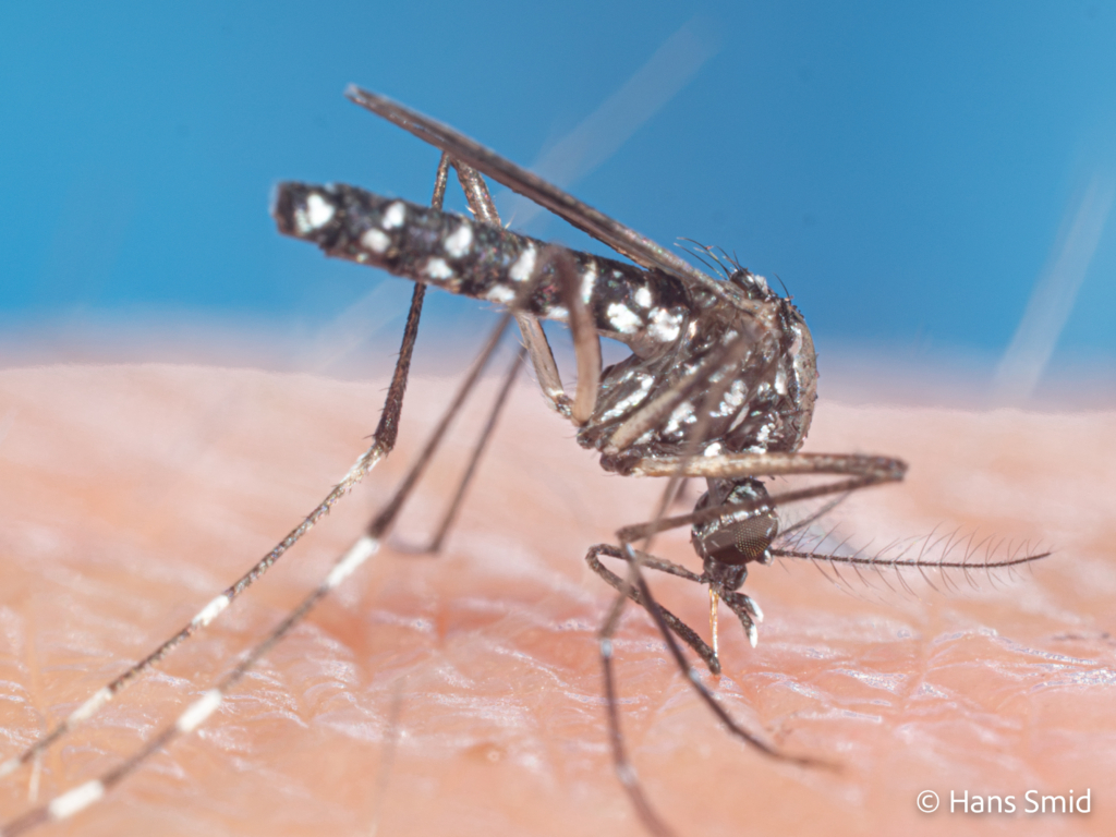 Aedes aegypti Yellow fever mosquito 011 1