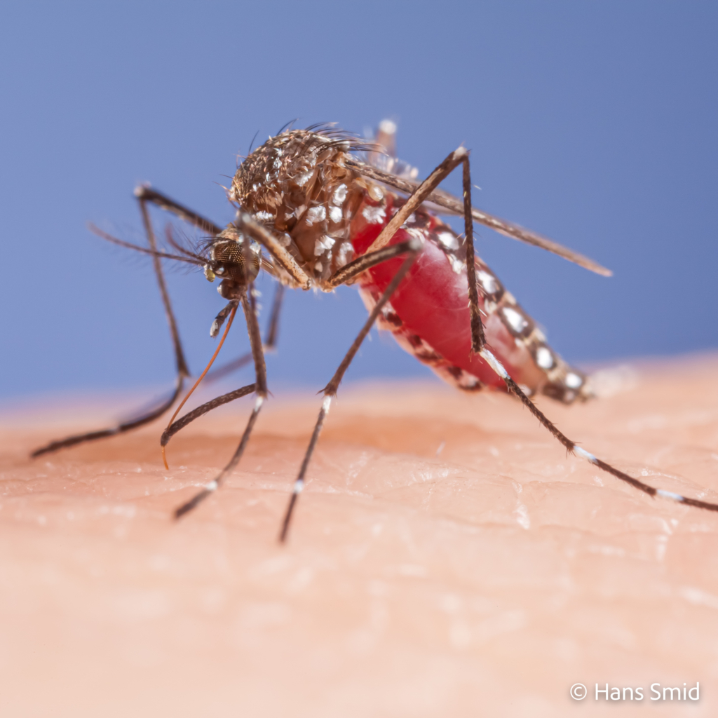 Aedes aegypti Yellow fever mosquito 011