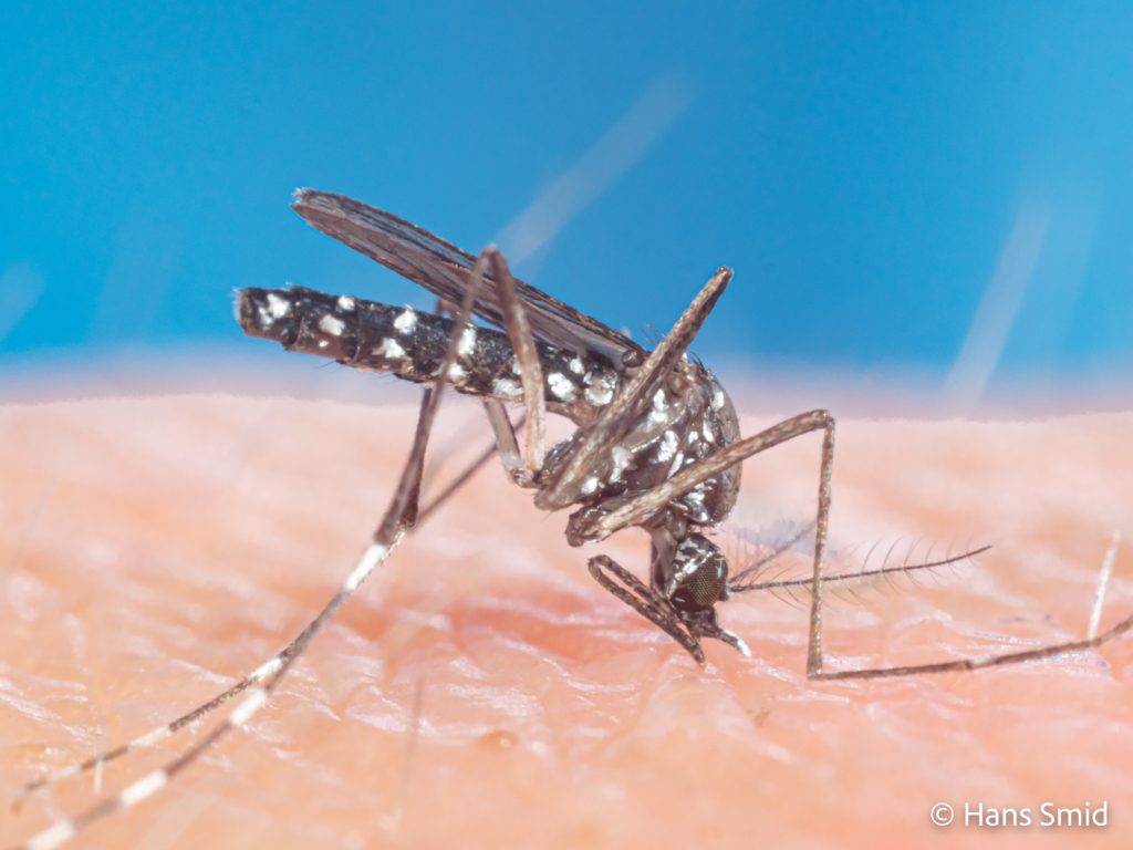 Aedes aegypti Yellow fever mosquito 012 1