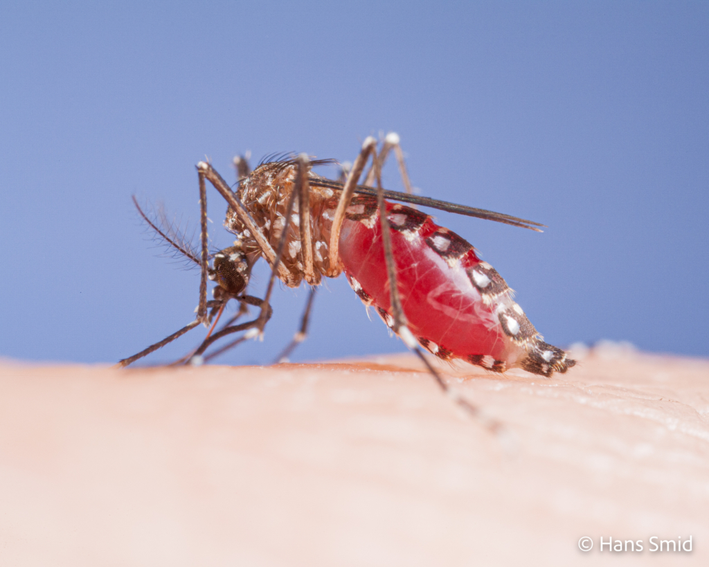 Aedes aegypti Yellow fever mosquito 012