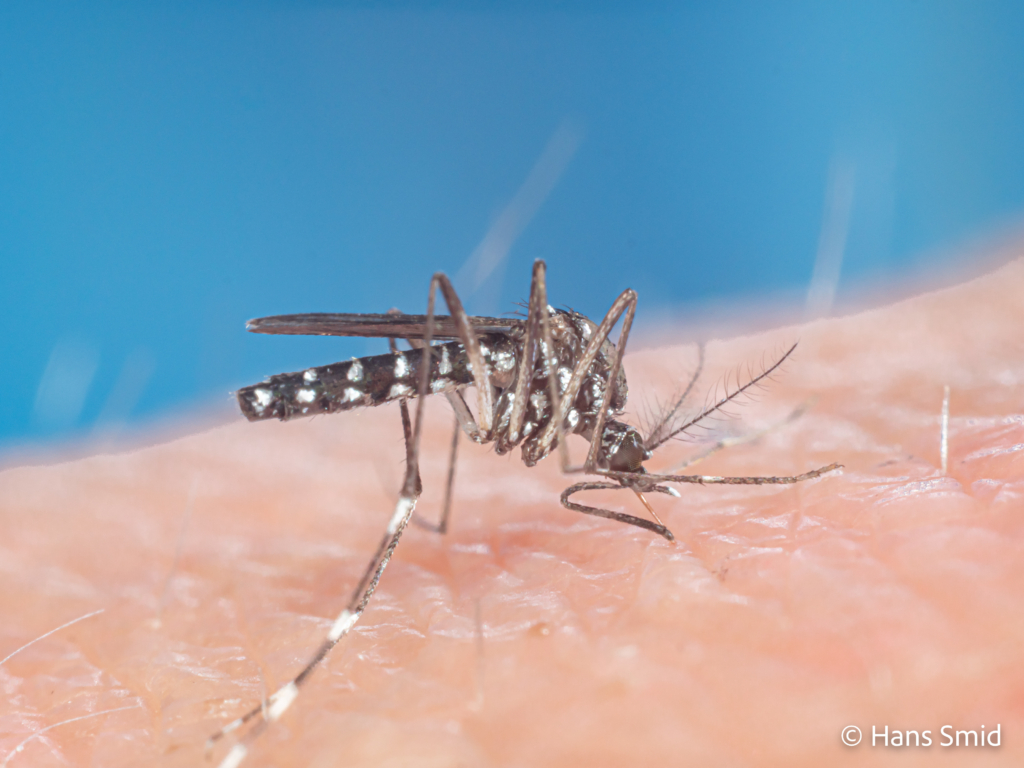 Aedes aegypti Yellow fever mosquito 013 1
