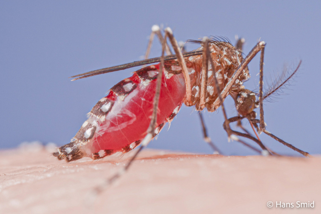 Aedes aegypti Yellow fever mosquito 013