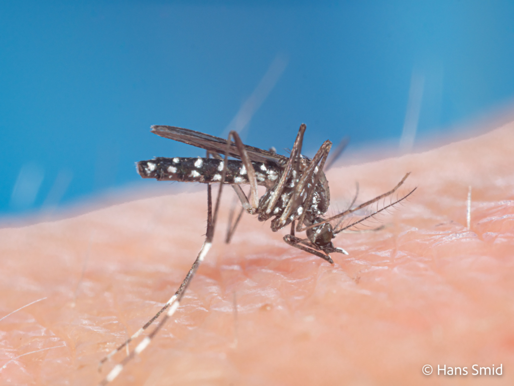 Aedes aegypti Yellow fever mosquito 014 1