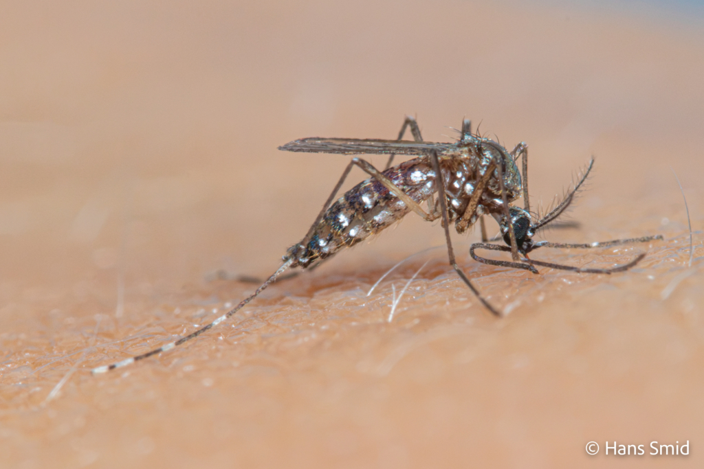 Aedes aegypti Yellow fever mosquito 014