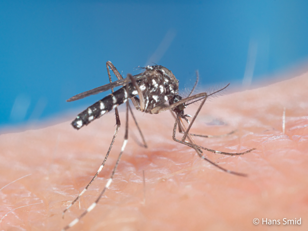 Aedes aegypti Yellow fever mosquito 015 1