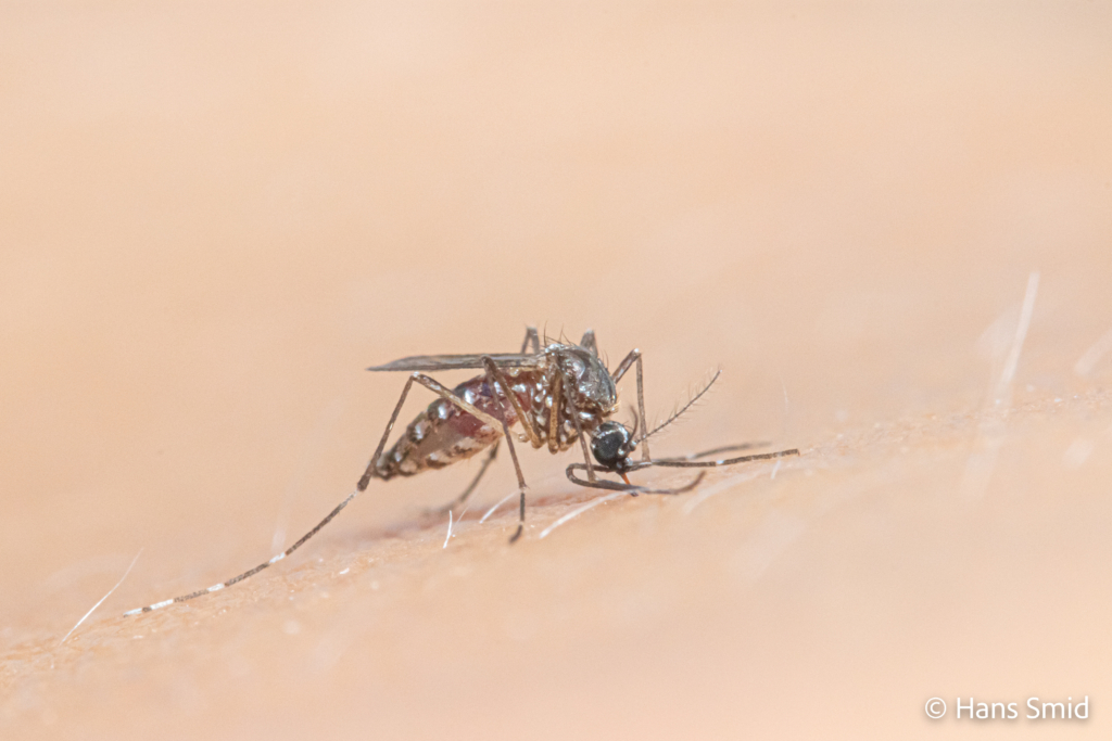 Aedes aegypti Yellow fever mosquito 015